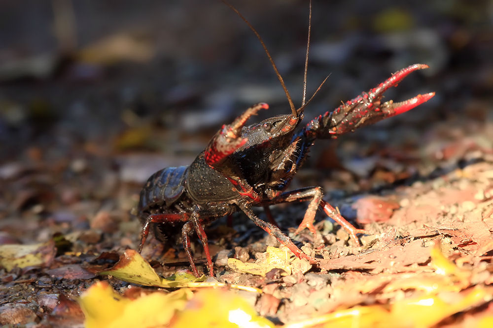 Procambarus clarkii